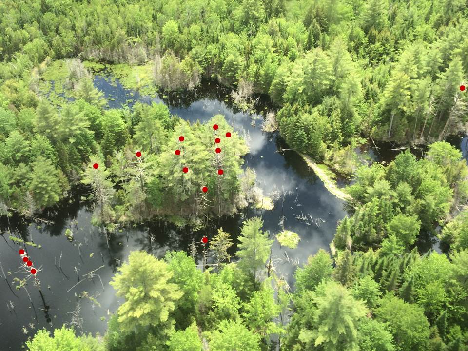 Here's the same colony shown above.  All visible nests are marked with a red circle. We estimated 19 total nests when we flew over it, so there are 2 hidden from this view. (Click image to enlarge.)