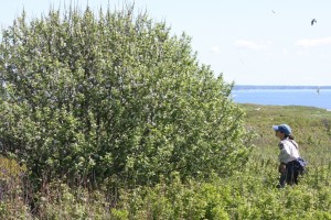 Typical shrub structure that may contain several black-crowned night-heron nests. Photo by Brad Allen.