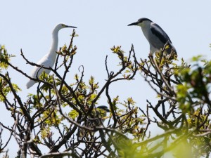 Black-crowned night-herons often nest in mixed-species colonies with snowy egrets (pictured here on left), great egrets, little blue herons, and glossy ibis. Photo by Brad Allen.