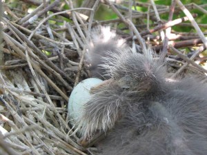 Black-crowned night-herons lay 3-5 greenish blue eggs, and incubate 23-26 days.  The eggs hatch asynchronously, which creates a perfect situation for one chick to be outcompeted.
