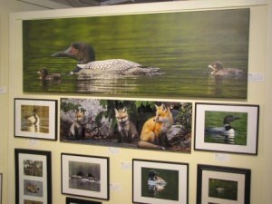 Linda Panzera's photographs are on display at Gallery 302 in Bridgton. She donates 5% of her proceeds to the Nongame and Endangered Wildlife Fund.