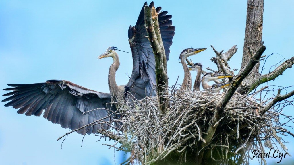 Great blue heron nest discovered and photographed by Paul Cyr.