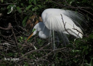 A Great Egret at the height of breeding. Notice its long, lacy plumes off the back and its lime-green lores. Photo by Ron Logan, taken in Florida.