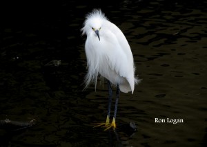 A Snowy Egret sporting its plumes which were once more valuable than gold. Note its yellow feet. Photo by Ron Logan, taken in Florida.