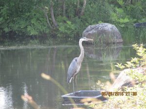 Great blue heron perched on the edge of the bait bin. (Photo by Bill Freudenberger)