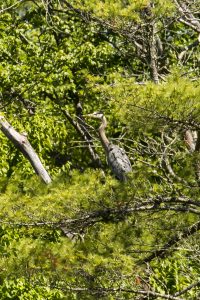 Cornelia perched in a tree nearby right after release. (Photo by Joyce Love)