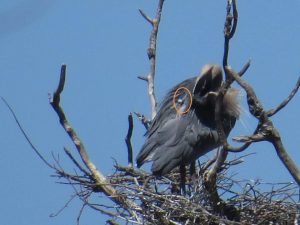 Snark spotted at his nest. The transmitter is circled in orange. (Photo by Jane Rosinski)