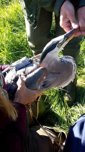 Adult great blue heron, known as "Pine Pond," trapped and tagged with a GPS transmitter in Orono.