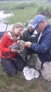 Researchers measuring Sedgey's culmen, or bill length. (Photo by Brittany Marinelli)