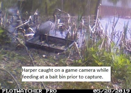 Great blue heron standing at a bait bin.