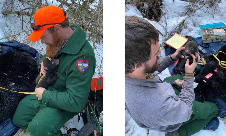 MDIFW staff with bear cub