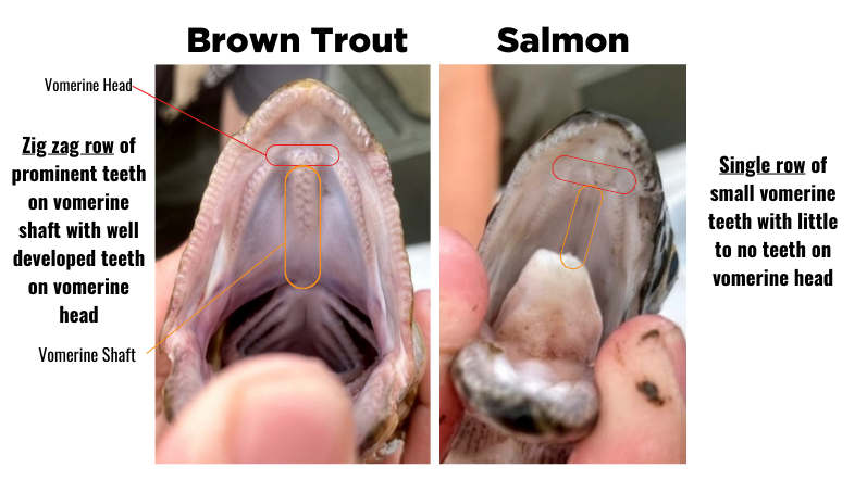 vomerine teeth diagram