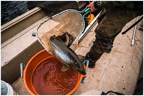 netting fish