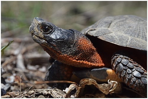 wood turtle