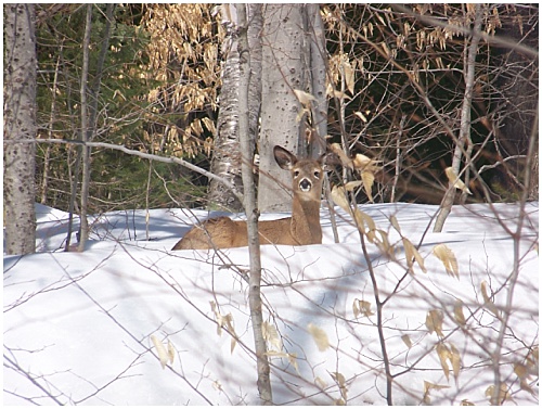 Deer in the snow