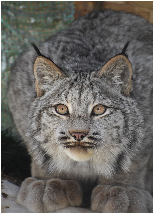 We eavesdropped on some Canadian lynx: What we heard was surprising