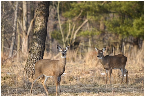 Do Old Whitetail Does Go “Dry?”