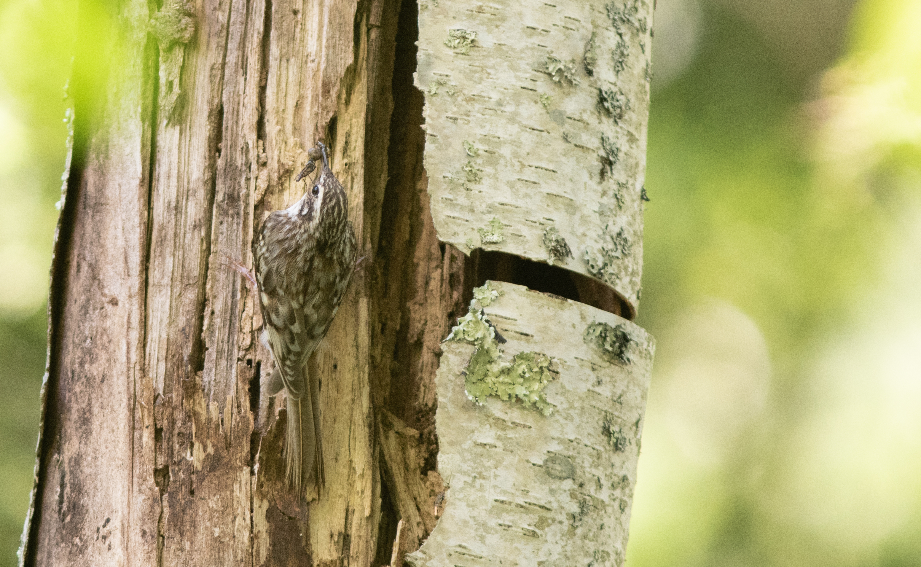 brown creeper