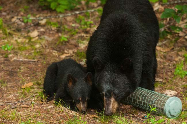 black bears