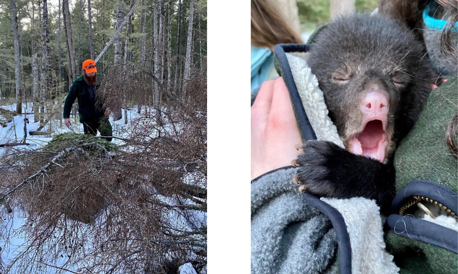 MDIFW staff with bear cub