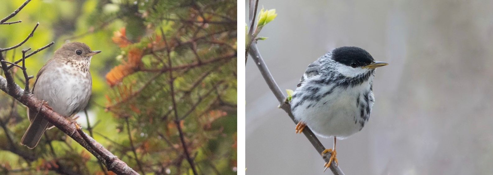 A Bicknell's thrush and a blackpoll warbler