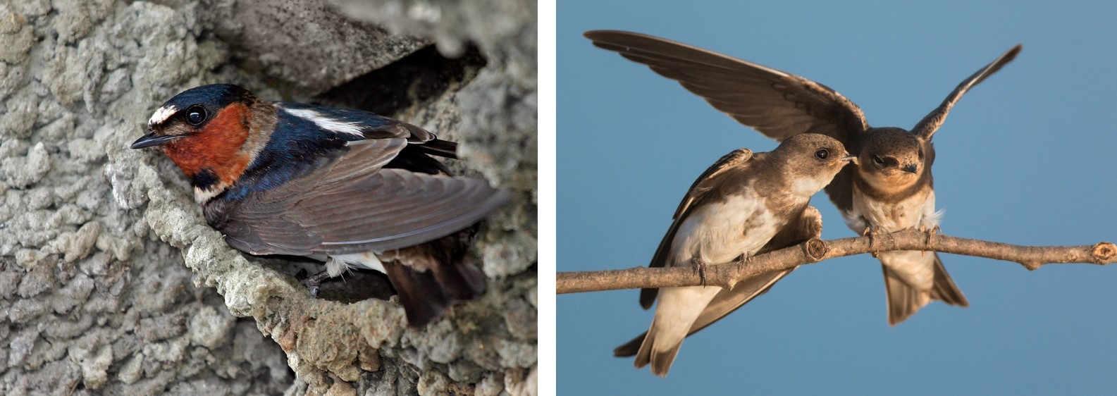 cliff swallow and bank swallows