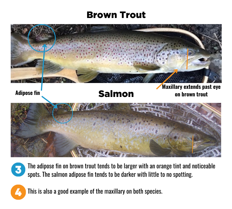 Landlocked Salmon and Brown Trout – Tips for Identifying Your Catch