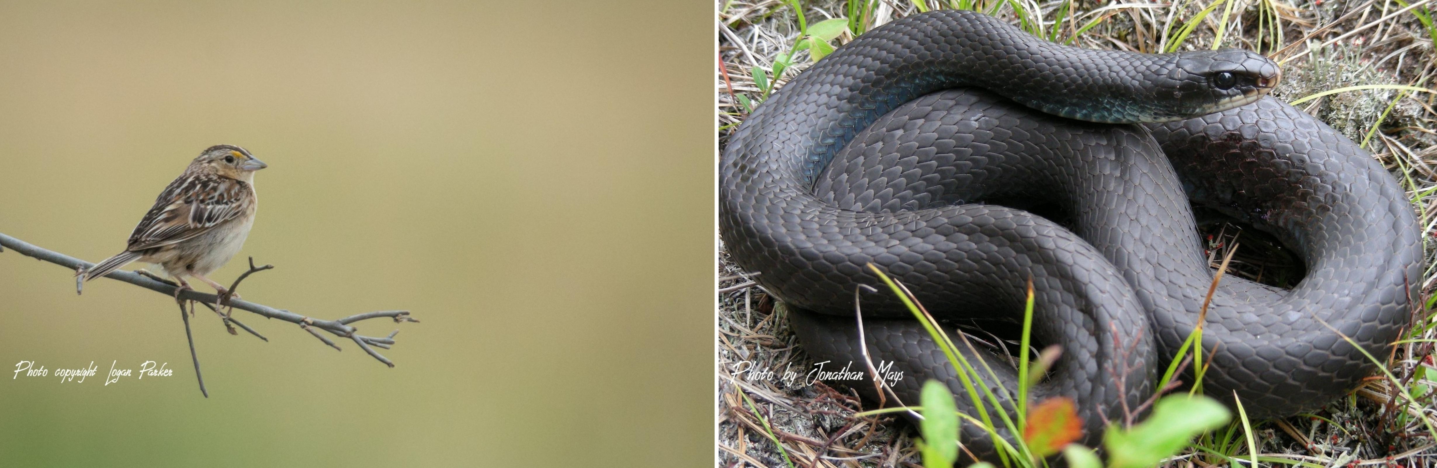 grasshopper sparrow and black racer