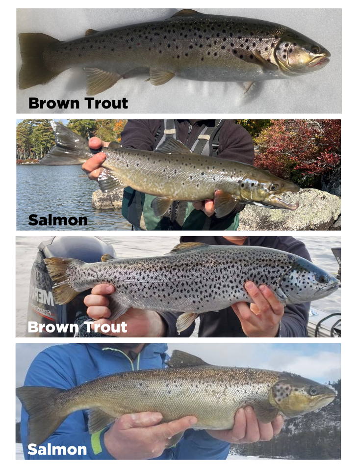 salmon and brown trout examples