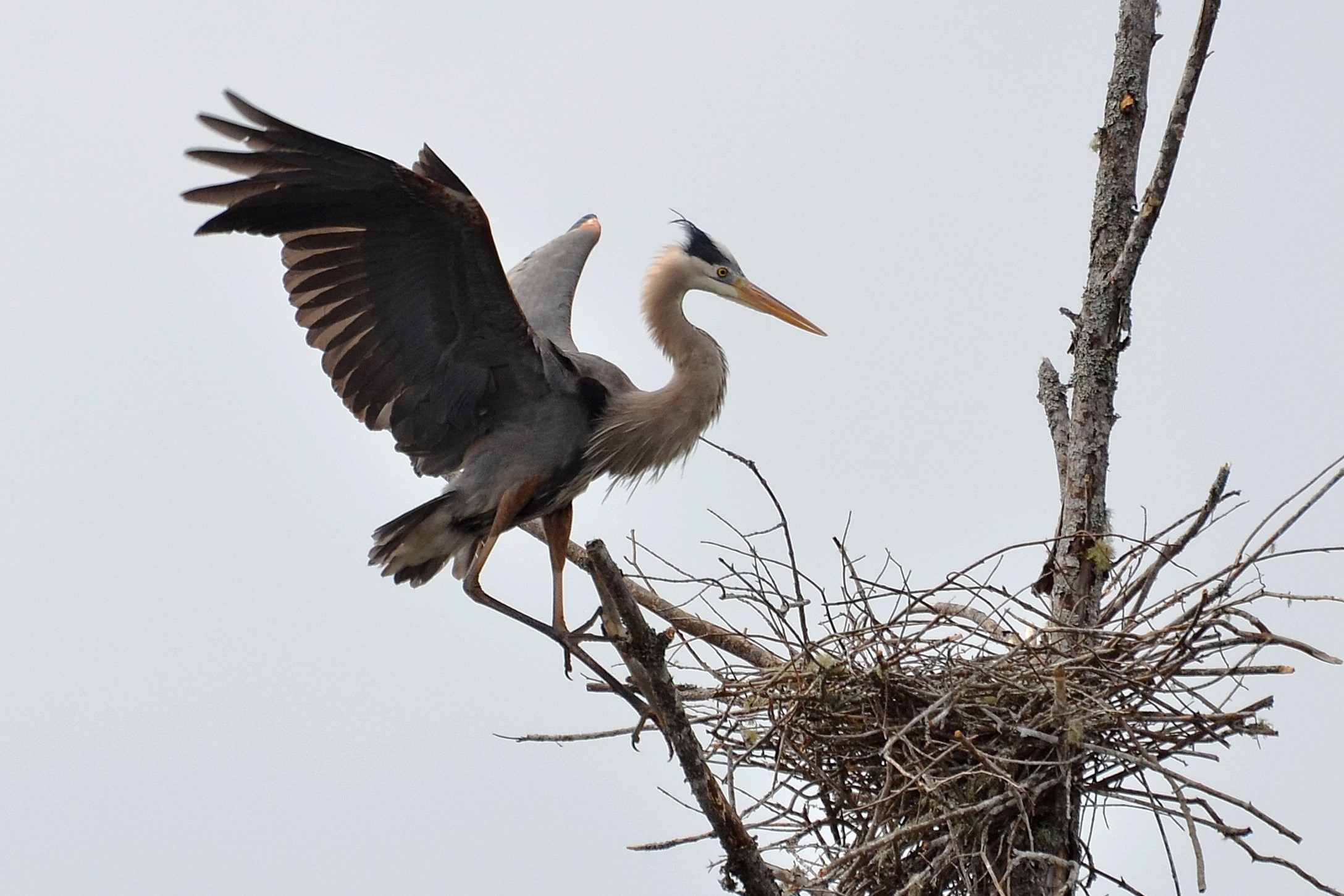 Adult Great Blue Heron at nest. Photo by HERON volunteer, Gail Smith. 