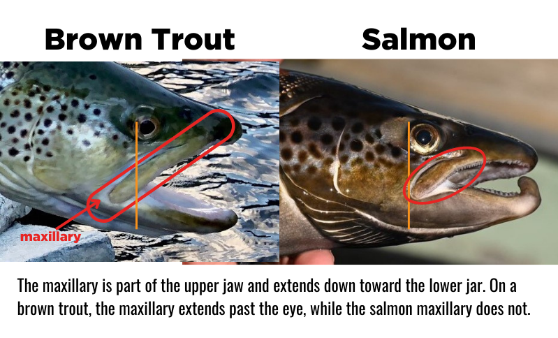 Landlocked Salmon and Brown Trout – Tips for Identifying Your Catch