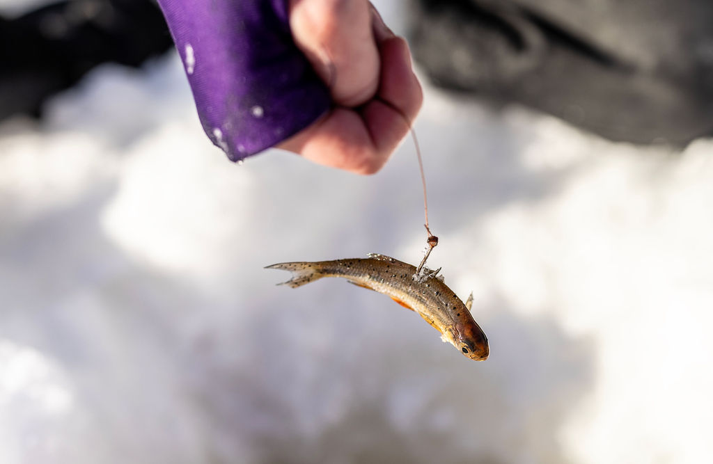 angler holding a bait fish on a hook next to ice fishing hole
