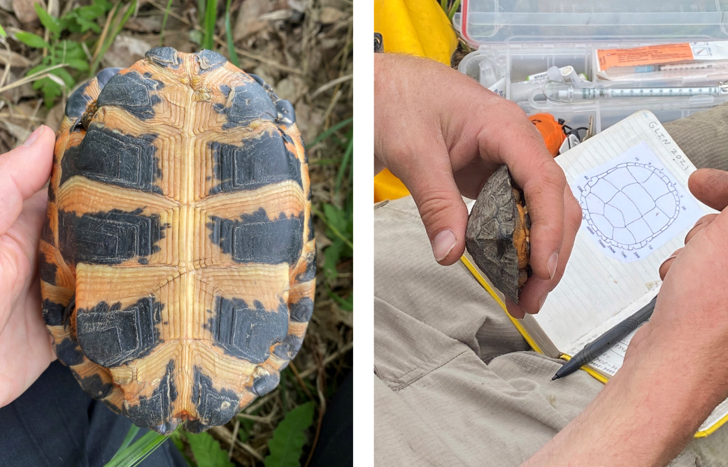 collecting data on located wood turtles