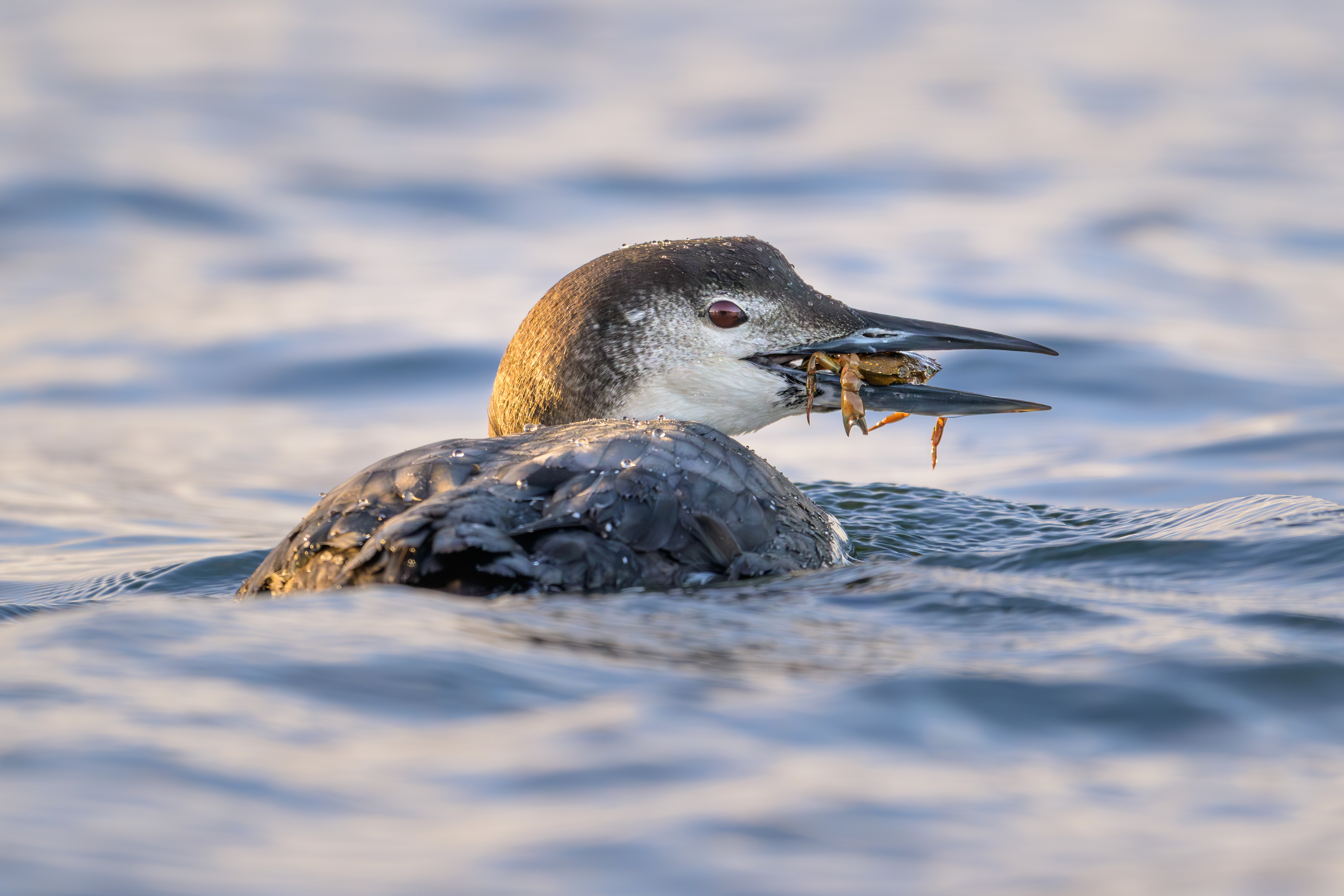 A common loon in winter plumage eating a crab while floating in the ocean.