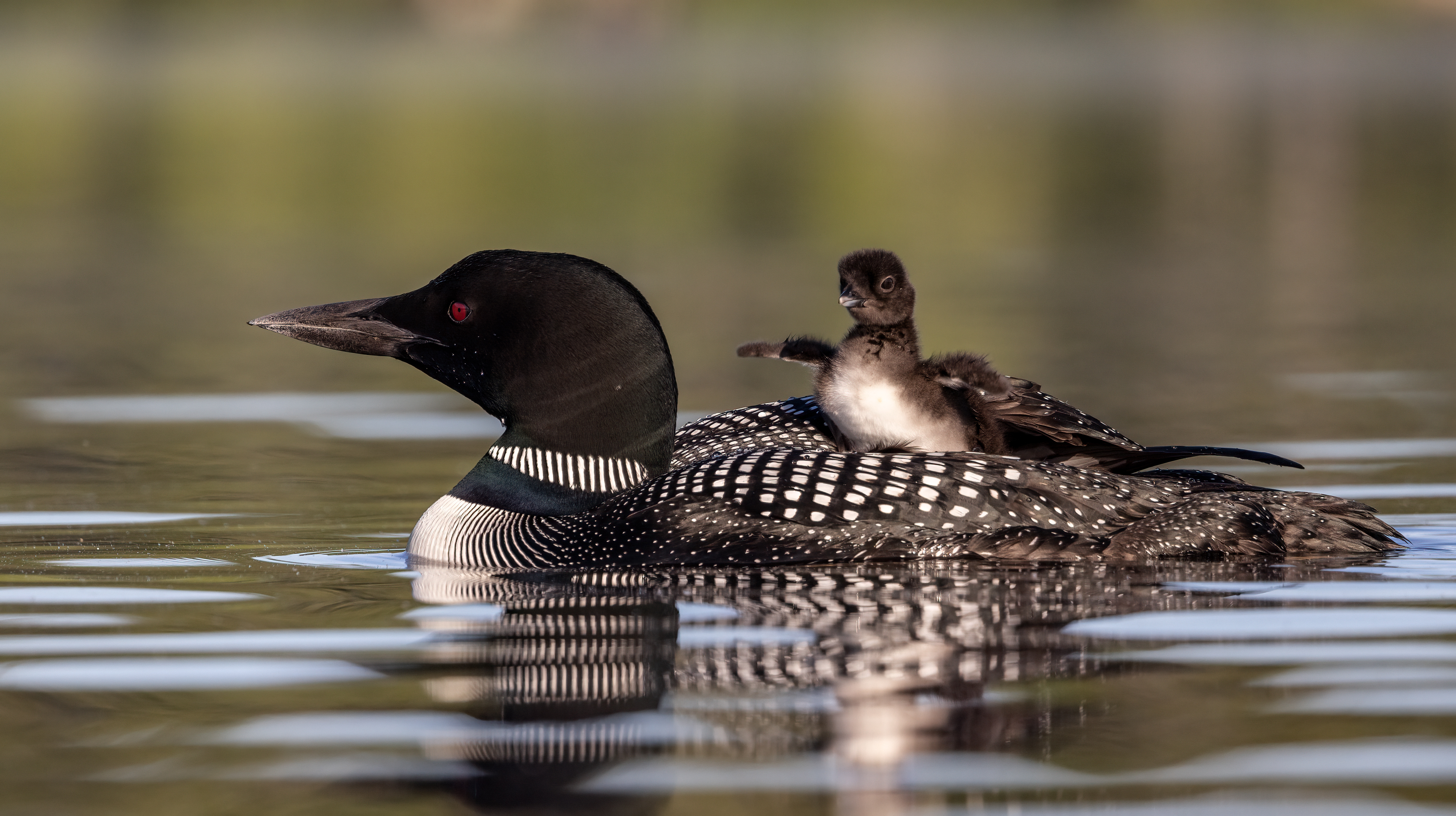 A fuzzy common loon chick exercising its tiny wings while riding on an adult loons back as they glide through the water.