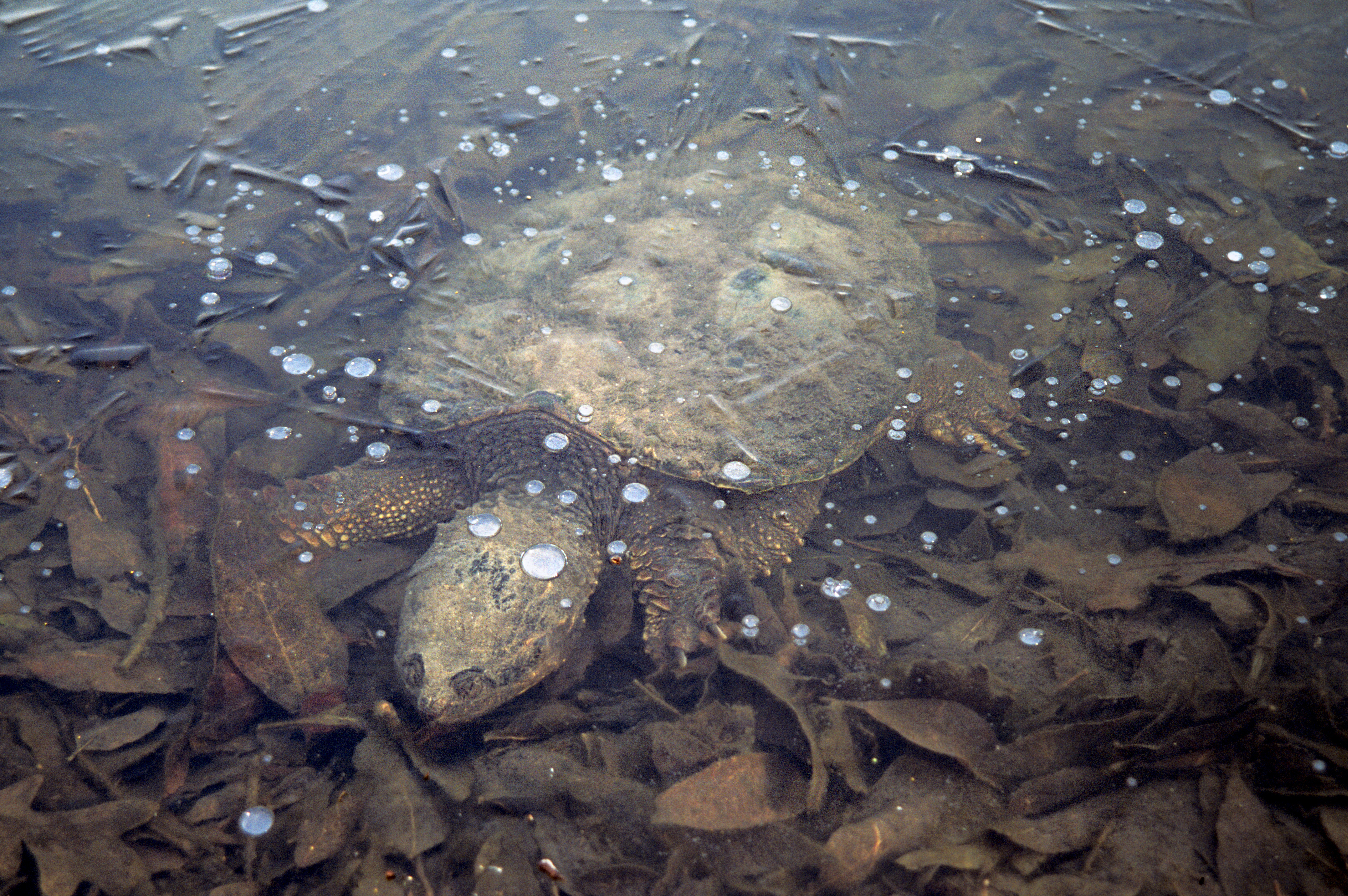 snapping turtle brumating under ice