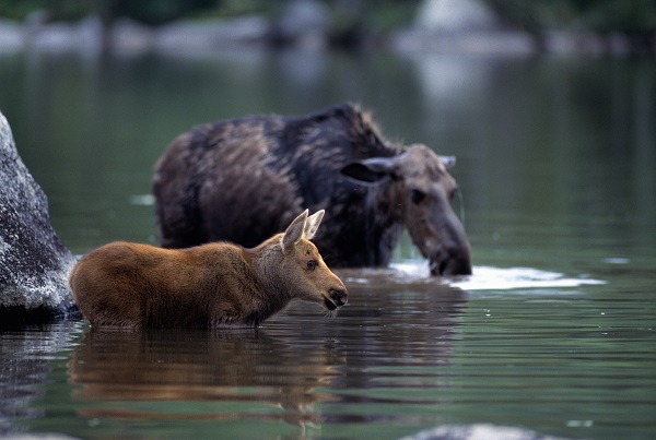 moose cow and calf wading through water in Maine