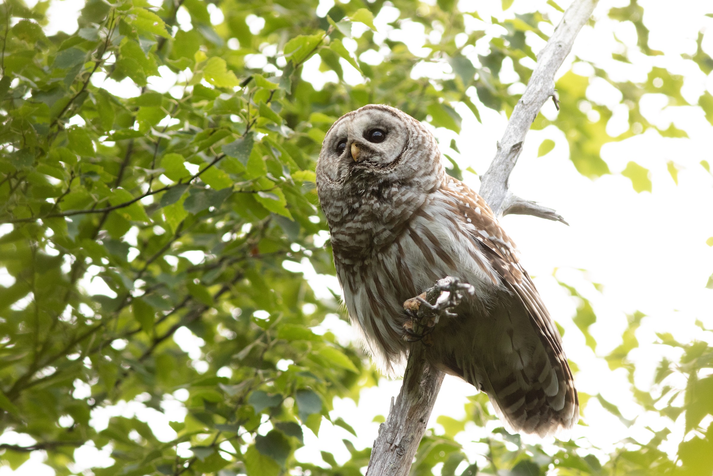 A barred owl with large dark eyes perched on a branch in a tree with bright green leaves.