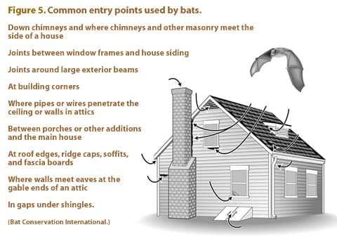 common entry points used by bats