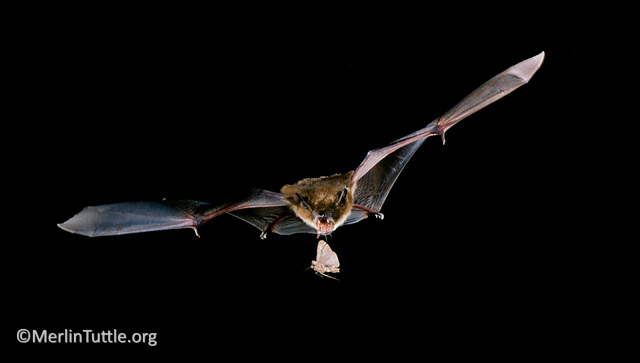 A flying bat with its mouth open ready to catch a moth.