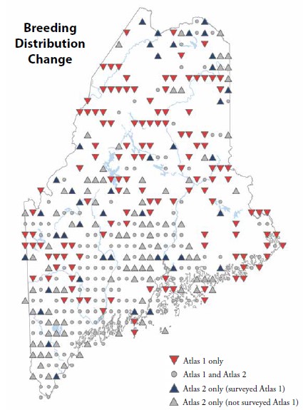 Great Blue Heron Breeding Distribution Map from Atlas 2. Red triangles indicate areas that were surveyed in both atlases, but Great Blue Herons were only detected there during Atlas 1.