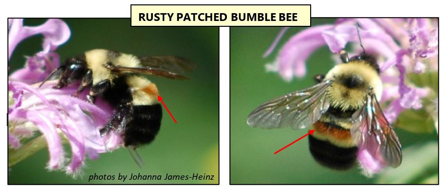 rusty patched bumble bee