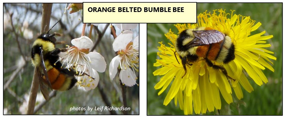 orange belted bumble bee