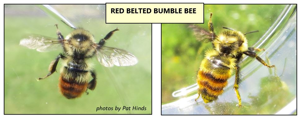 red belted bumble bee