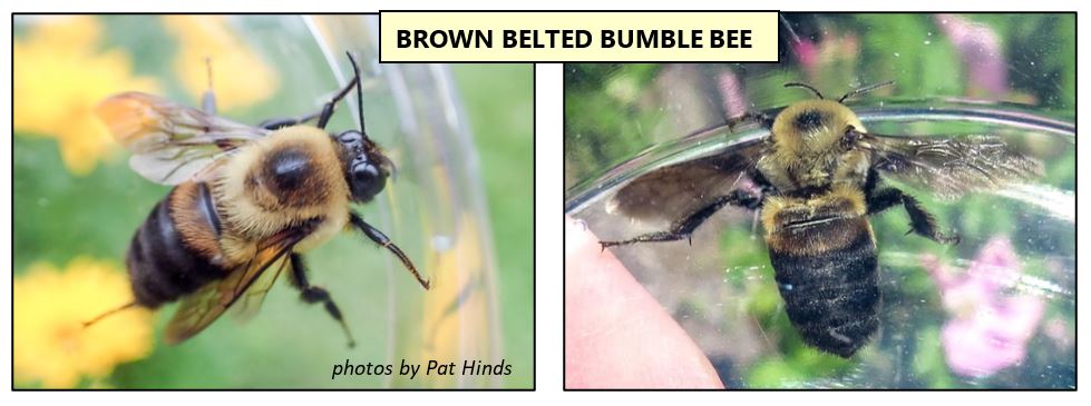 brown belted bumble bee