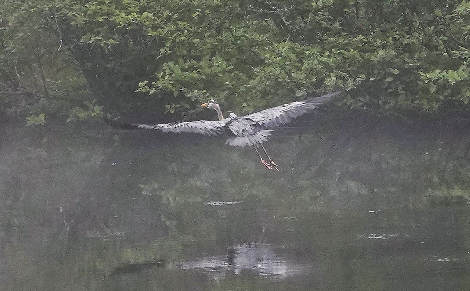 Great blue heron in flight.