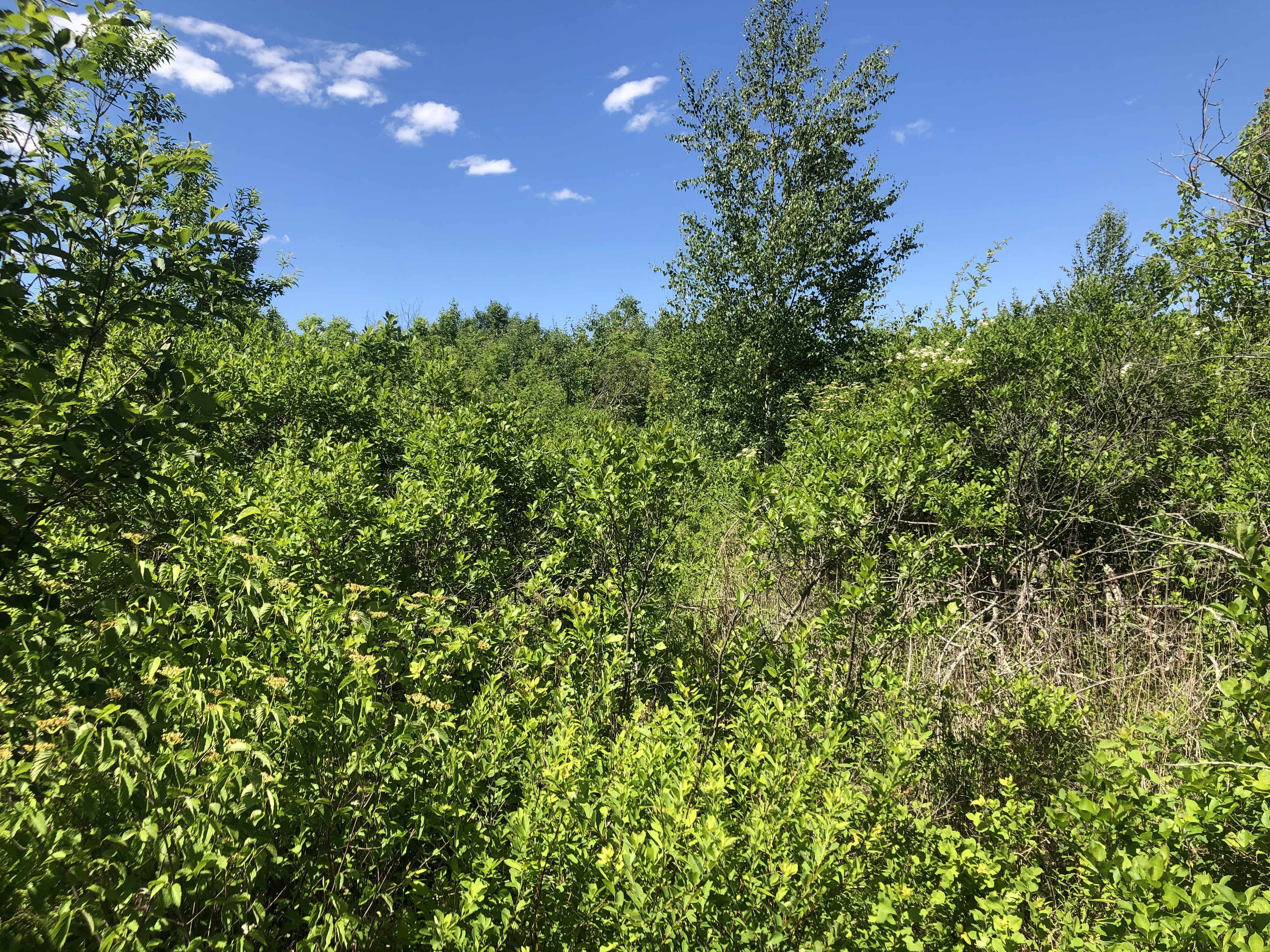 Scarborough Marsh WyMA