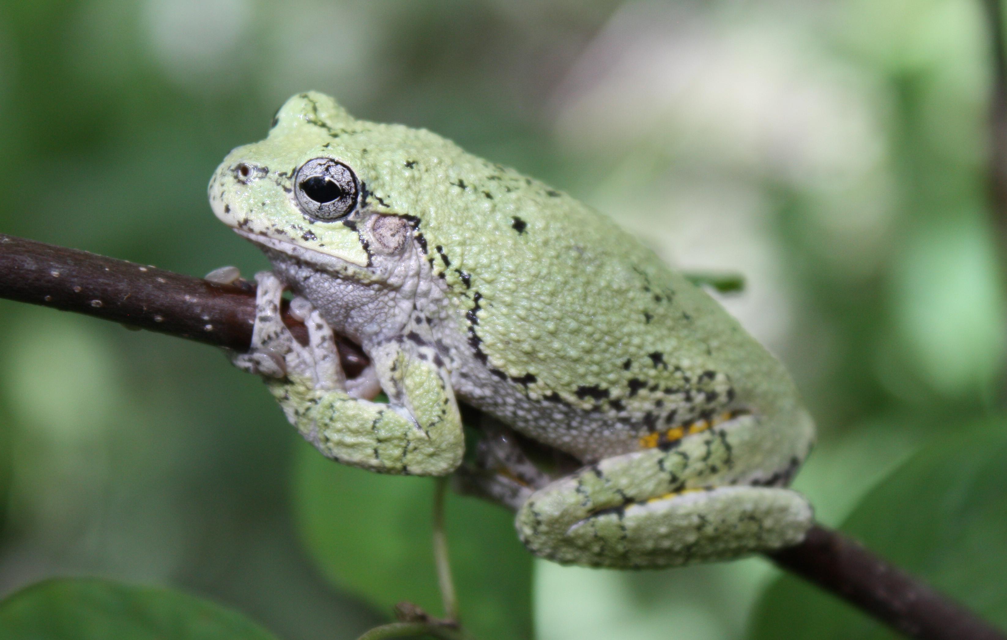 gray treefrog