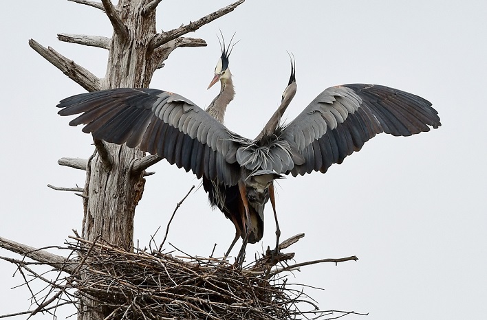 A pair of great blue herons during courtship. Photo by Sherrie Tucker, New Harbor.