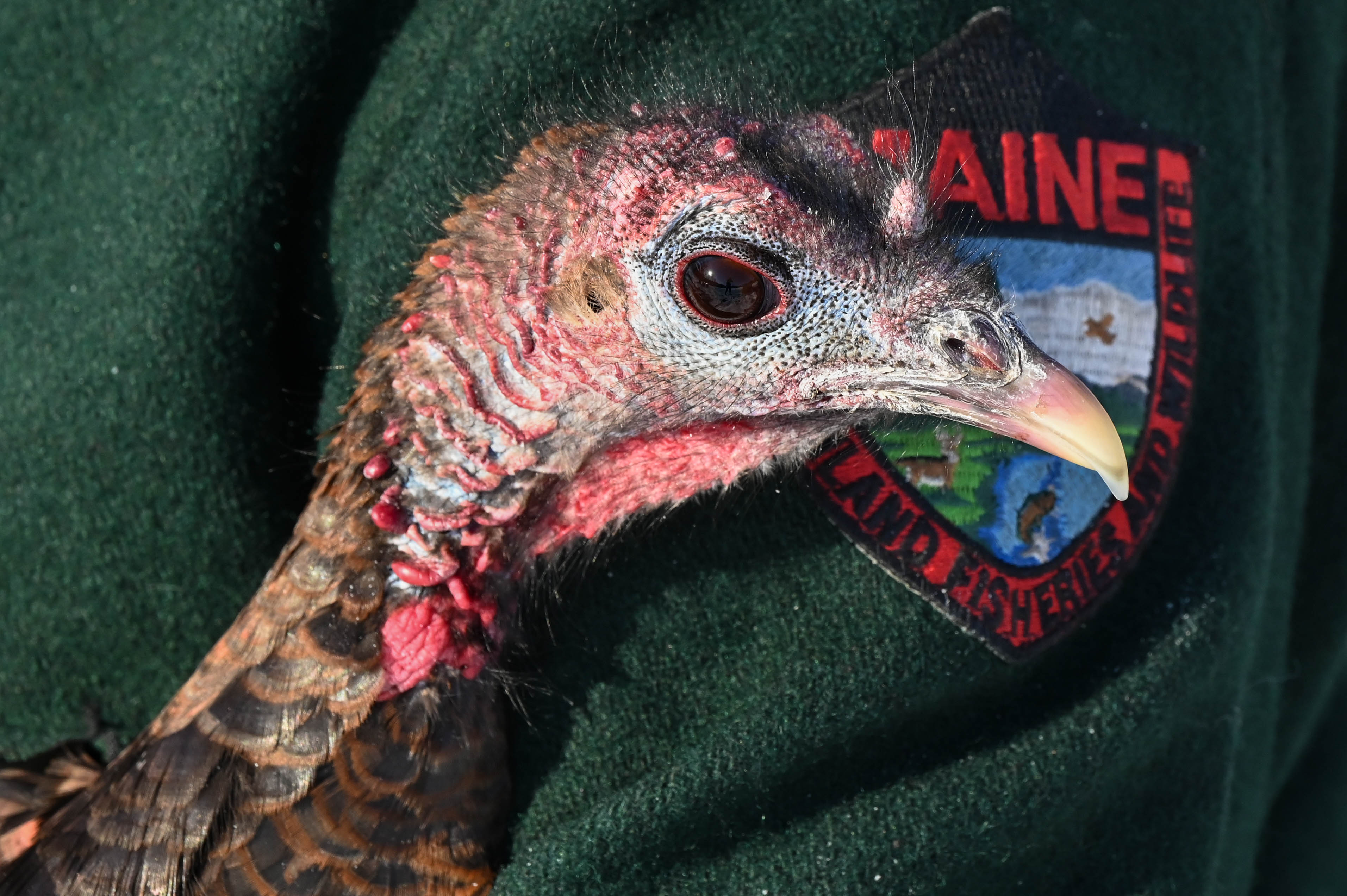 A close up of a wild turkey's face with the Maine Department of Inland Fisheries and Wildlife patch on the sleeve of a dark green wool coat in the background.